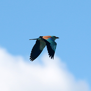 Scharrelaar - European roller